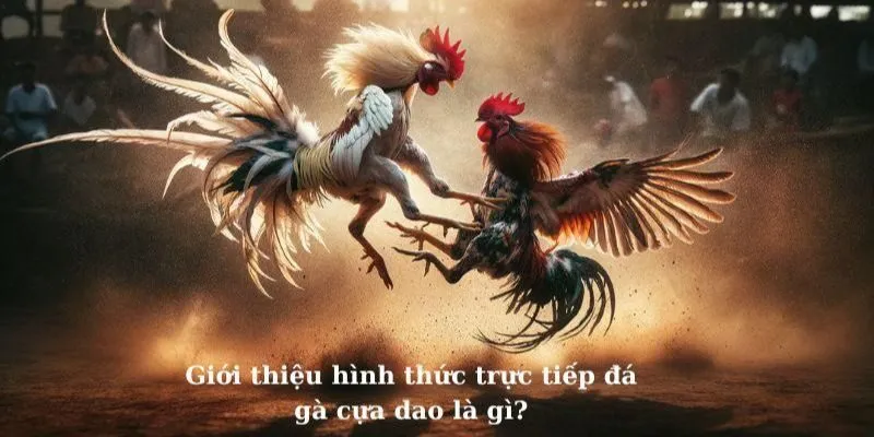 Đá Gà Cựa Dao F8Bet Tìm hiểu sơ lược về đá gà cựa dao F8Bet