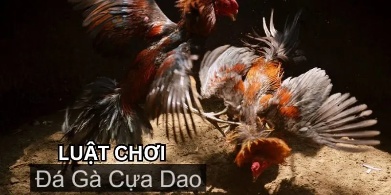 Đá Gà Cựa Dao F8Bet Chi tiết luật chơi đá gà cựa dao bạn đã nắm rõ chưa?