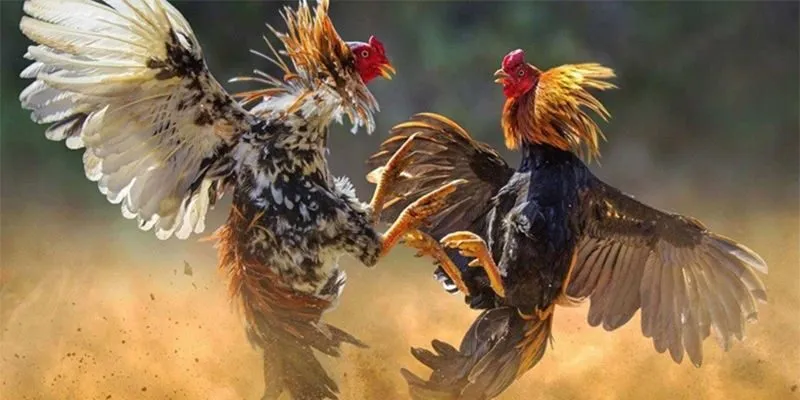 Đá Gà Cựa Dao F8Bet Biết dừng lại đúng lúc là lựa chọn khôn ngoan
