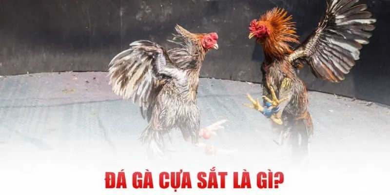 Đá Gà Cựa Sắt F8Bet Giới thiệu sơ lược về đá gà cựa sắt F8Bet