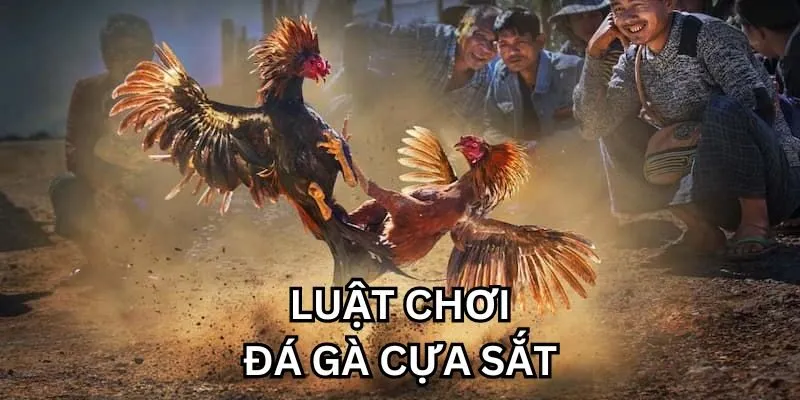 Đá Gà Cựa Sắt F8Bet Bạn cần nắm vững luật chơi để dễ dàng giành được chiến thắng