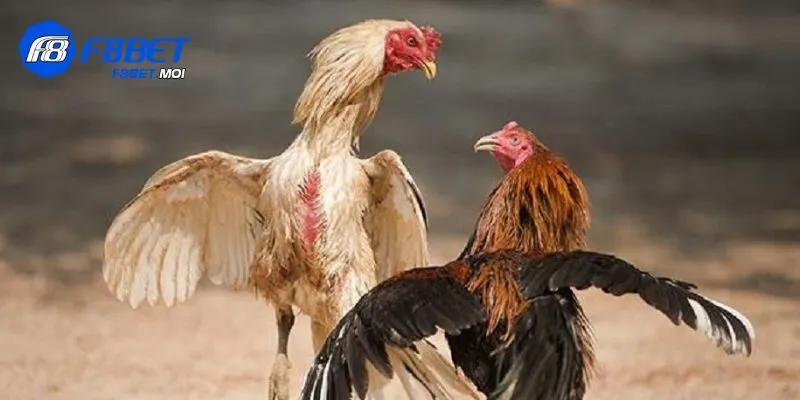 Đá gà mạng F8Bet