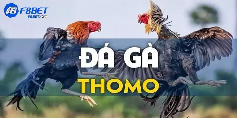 Đá gà thomo F8Bet Giới thiệu về sảnh đá gà Thomo F8BET
